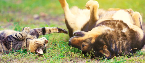 Adaptação de cães e gatos no mesmo ambiente: convivência com segurança e harmonia.