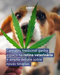 A cannabis medicinal voltou ao centro do debate veterinário.