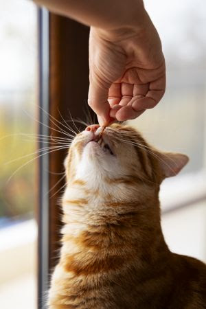 Petiscos para gatos: pequenas descobertas que tornam a rotina mais interessante.