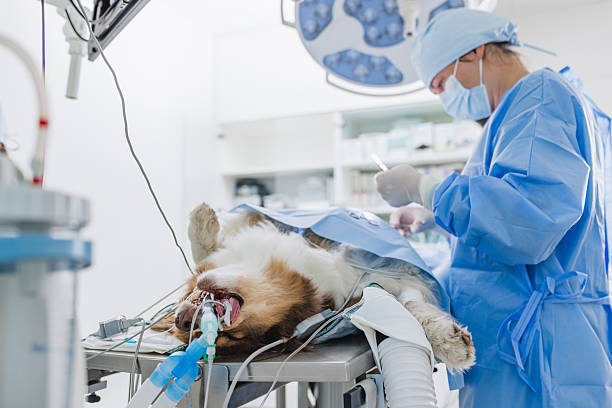 Castração e diagnóstico precoce: As ferramentas mais eficazes contra o câncer de mama em pets.