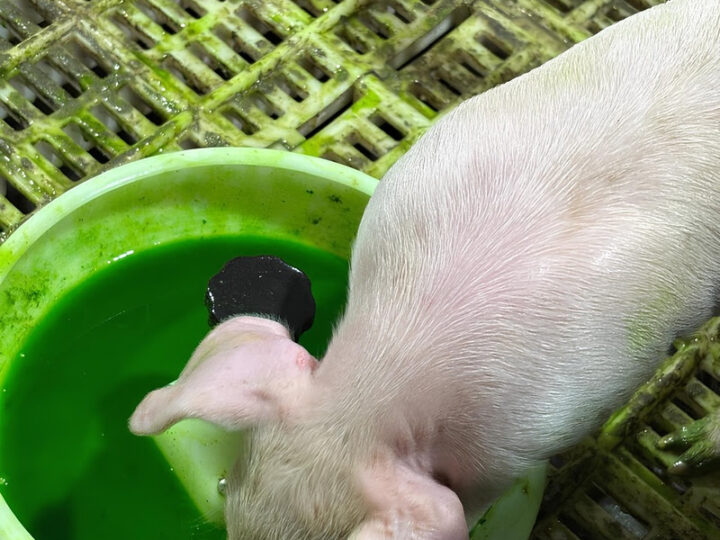 Inovação na suinocultura: vacinação via gel otimiza tempo de manejo nas granjas e reforça a saúde animal.