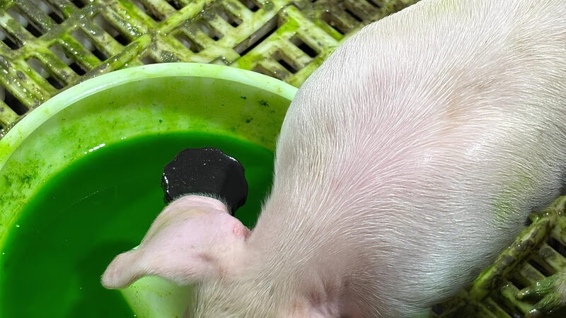 Inovação na suinocultura: vacinação via gel otimiza tempo de manejo nas granjas e reforça a saúde animal.