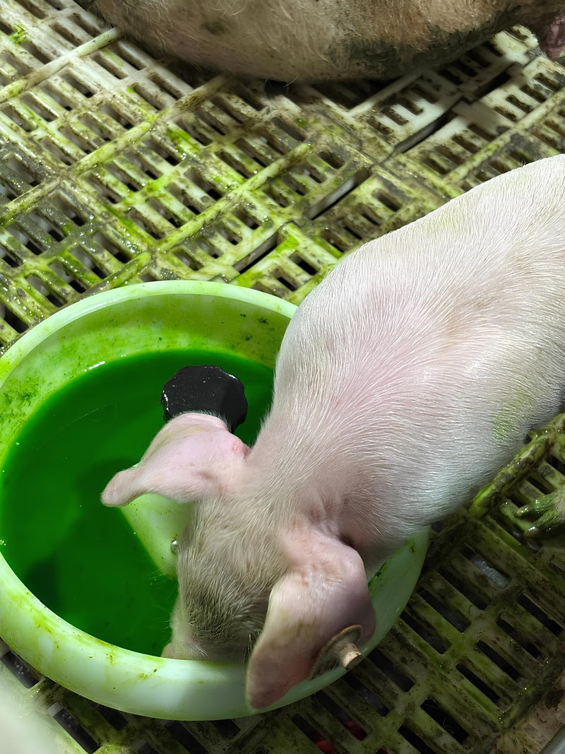 Inovação na suinocultura: vacinação via gel otimiza tempo de manejo nas granjas e reforça a saúde animal.