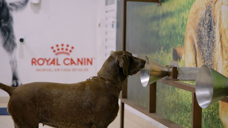 Cães a serviço da saúde humana: projeto apoiado pela ROYAL CANIN® auxilia na detecção do câncer de mama.