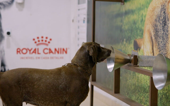 Cães a serviço da saúde humana: projeto apoiado pela ROYAL CANIN® auxilia na detecção do câncer de mama.